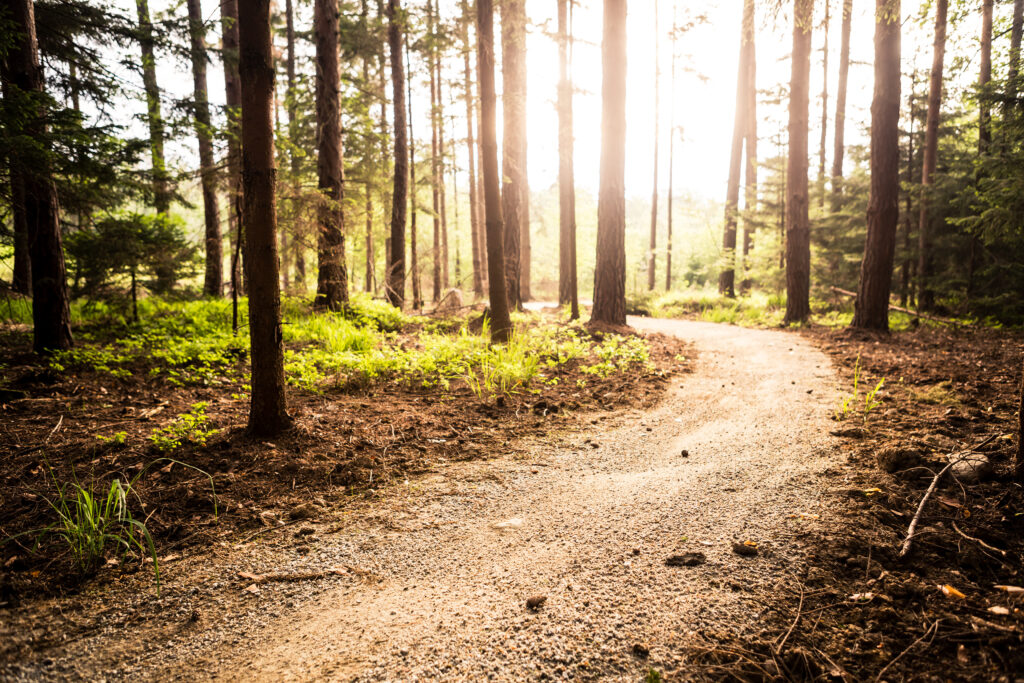 Hiking path and sunset in beautiful woods view, inspirational summer landscape in forest. Walking footpath or biking path, dirt road.