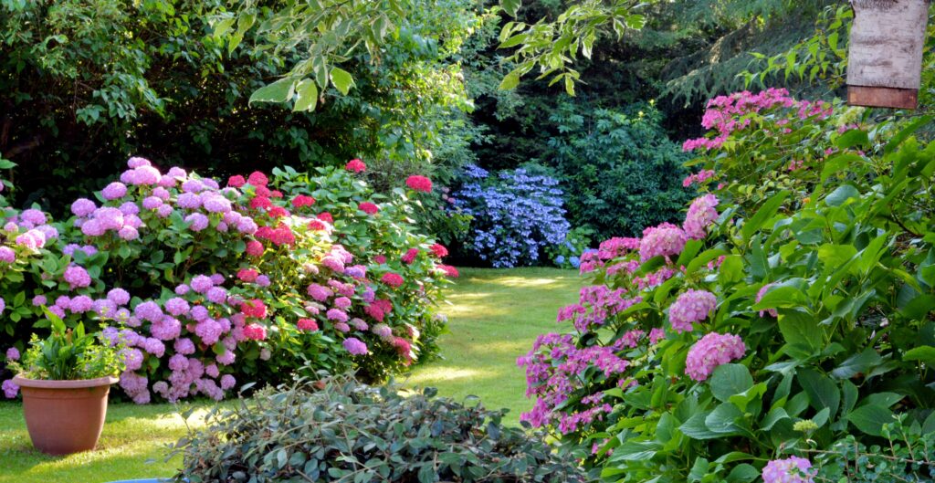 Beautiful garden with hydrangeas