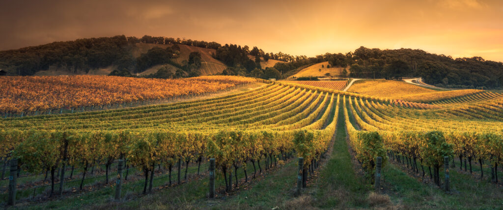 a beautiful vineyard with amazing wine and views